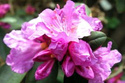Różanecznik dahurski Regal Rhododendron dauricum C2
