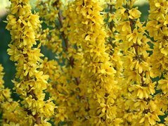Forsycja pośrednia Mikador PBR Forsythia intermedia C3