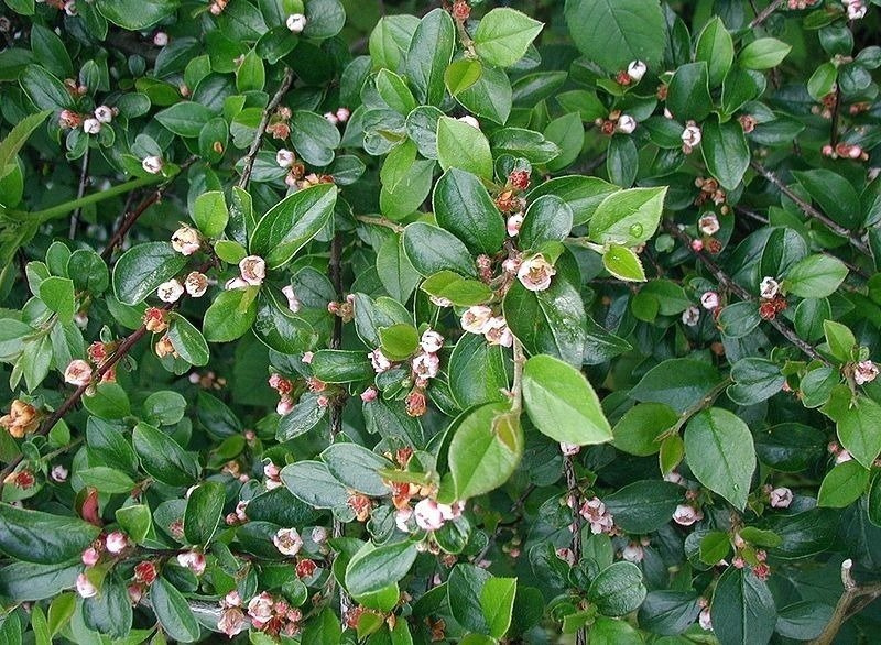 Irga błyszcząca Cotoneaster lucidus P9