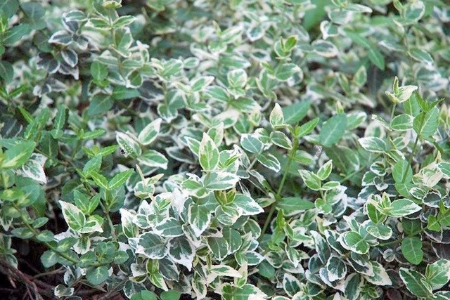 Trzmielina Fortune'a Emerald Gaiety Euonymus fortunei C2
