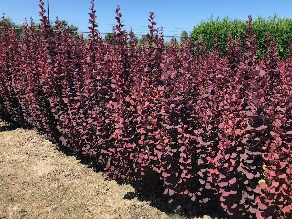 Berberys Thunberga Summer Chocolate Berberis thunbergii C2