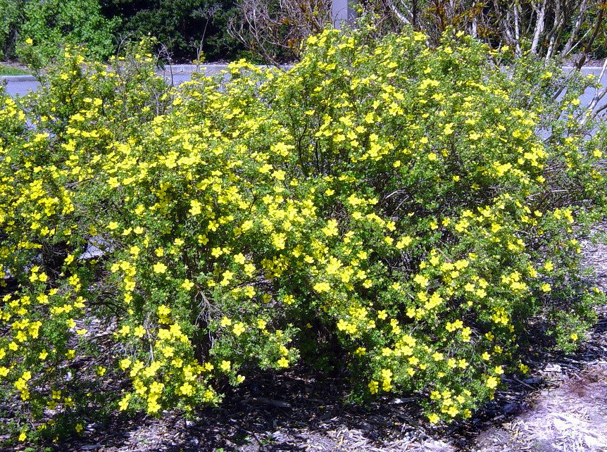 Pięciornik krzewiasty Klondike Potentilla fruticosa C2