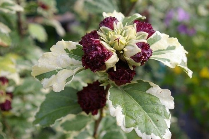 Ketmia syryjska Purpureus Variegatus Hibiscus syriacus C2