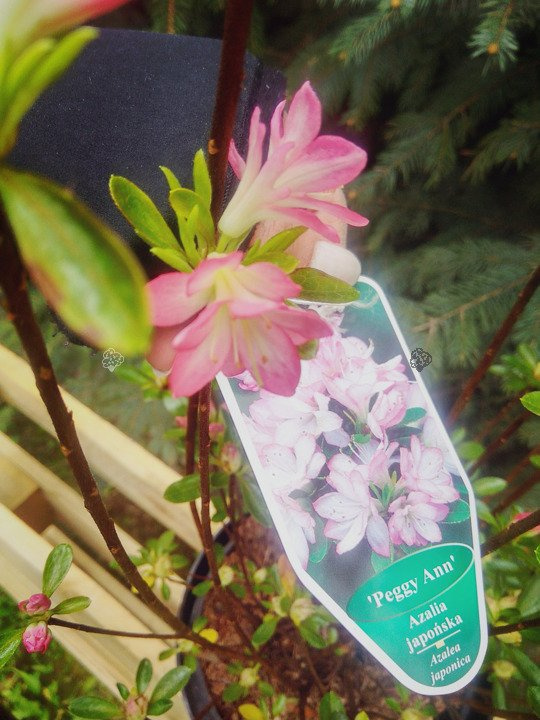 Azalia japońska Roehr's Peggy Ann Rhododendron obtusum C2