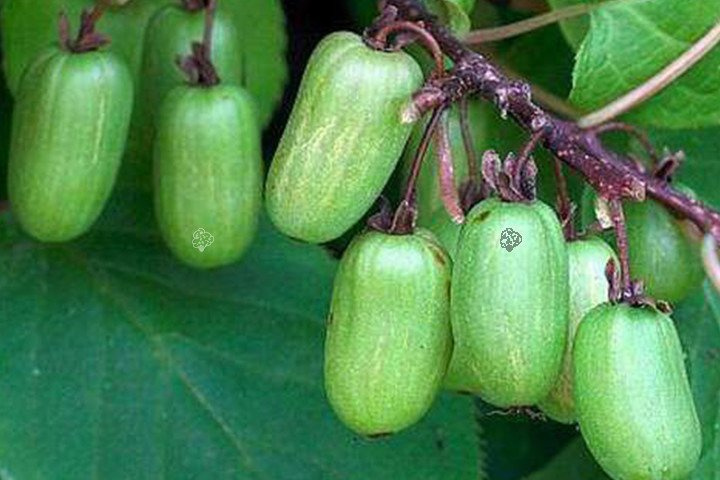 Aktinidia Mini kiwi Dr Szymanowski Actinidia kolomikta C2