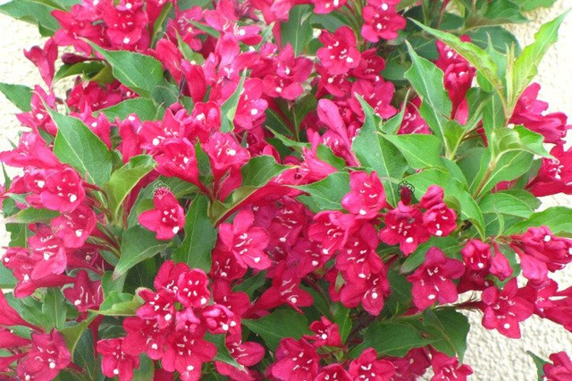 Krzewuszka cudowna Red Prince Weigela florida P9