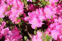 Azalia japońska Maiogi Rhododendron obtusum C2