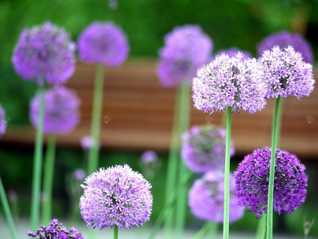 Czosnek olbrzymi Allium giganteum C2