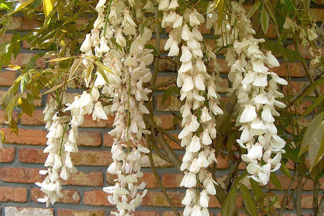 Glicynia chińska Alba Wisteria sinensis C2