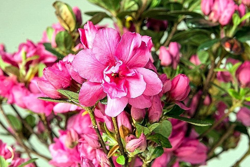 Azalia japońska Rokoko Rhododendron obtusum C2
