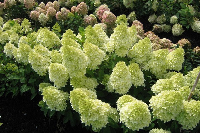 Hortensja bukietowa Magical Moonlight PBR Hydrangea paniculata C3