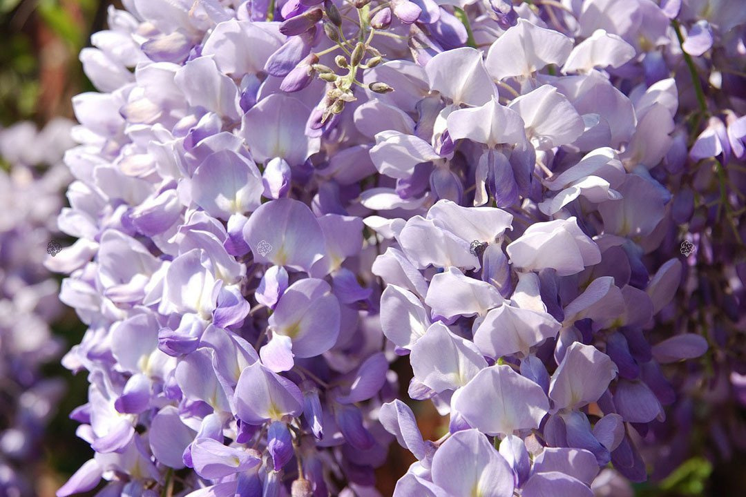 Glicynia chińska Blau Wisteria sinensis P9