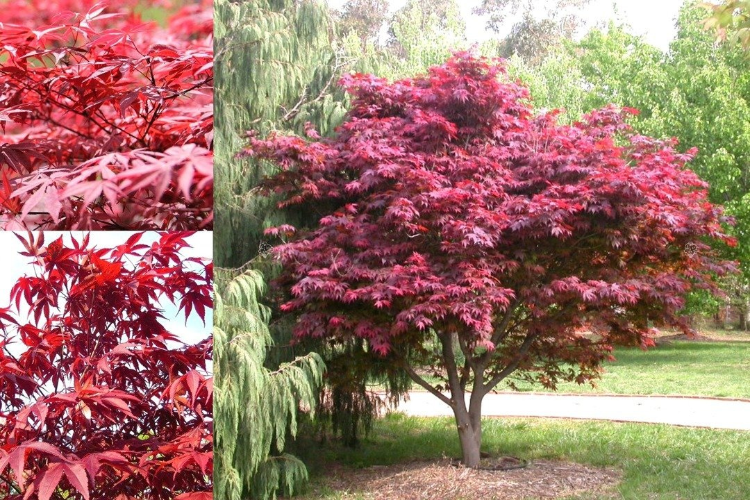 Klon palmowy Atropurpureum Acer palmatum C2
