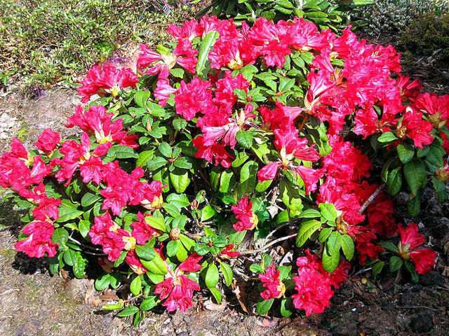 Różanecznik forresta Scarlet Wonder Rhododendron forrestii C2