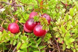 Borówka brusznica Big Pearl Vaccinium macrocarpon  P9