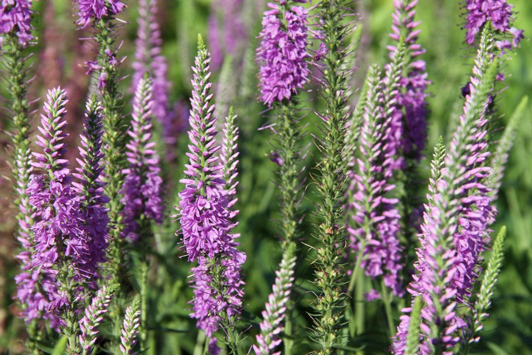 Przetacznik długolistny Eveline Veronica longifolia C2