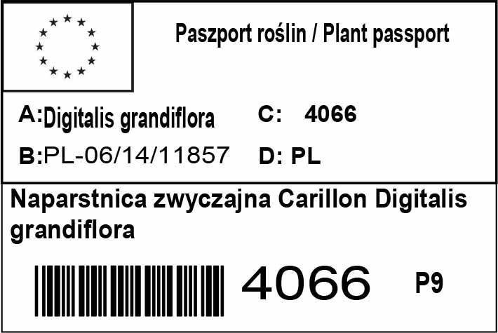 Naparstnica zwyczajna Carillon Digitalis grandiflora P9