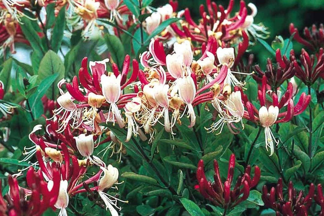 Wiciokrzew pomorski Serotina Lonicera periclymenum P9