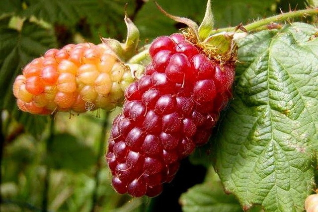 Malinojeżyna Tayberry Medana Rubus C2