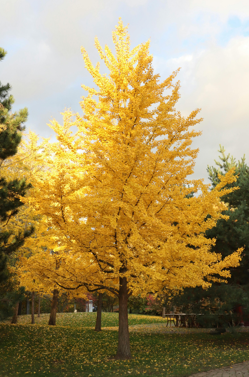 Miłorząb dwuklapowy Ginkgo biloba C5