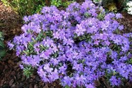 Różanecznik karłowy St. Merryn Rhododendron impeditum C1,5