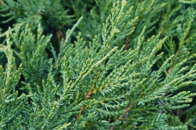 Jałowiec Pfitzera Mint Julep Juniperus pfitzeriana C2