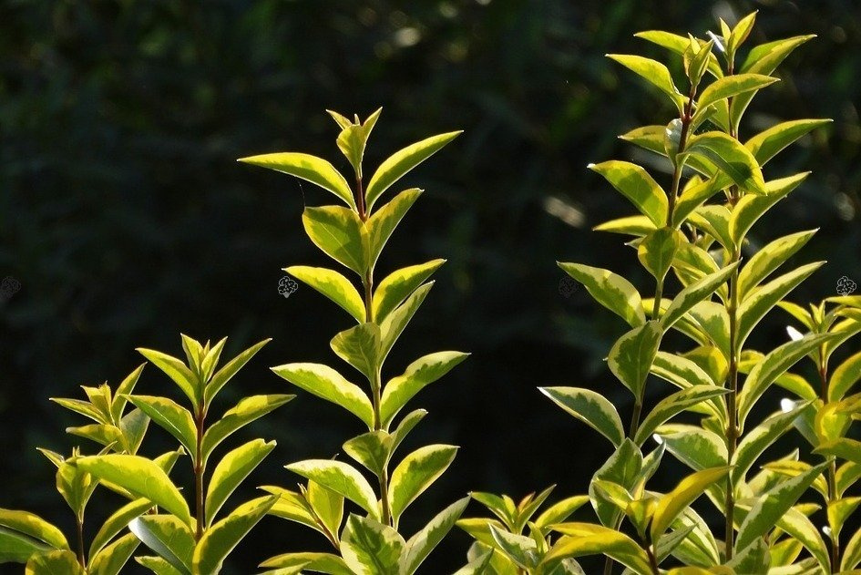 Ligustr jajolistny Aureum Ligustrum ovalifolium P9
