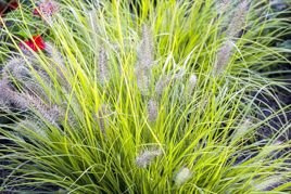 Rozplenica japońska Hameln Gold PBR Pennisetum alopecuroides C2