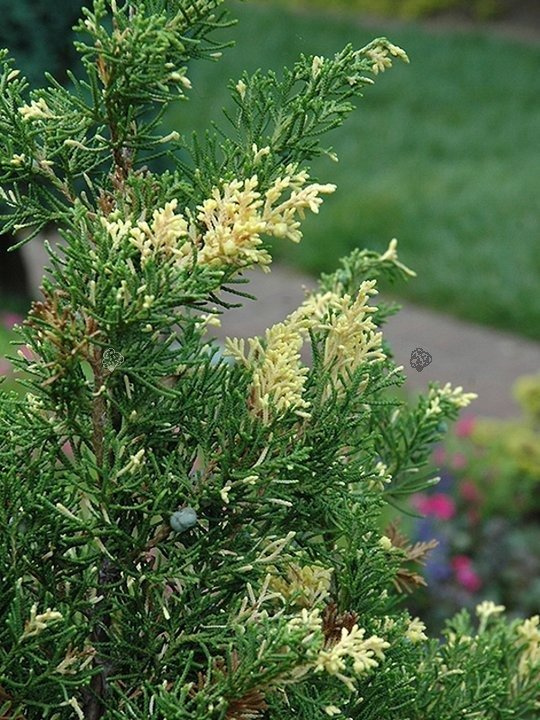 Jałowiec chiński Variegata Juniperus chinensis C2