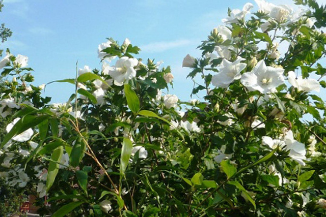 Ketmia syryjska Totus Albus Hibiscus syriacus C2
