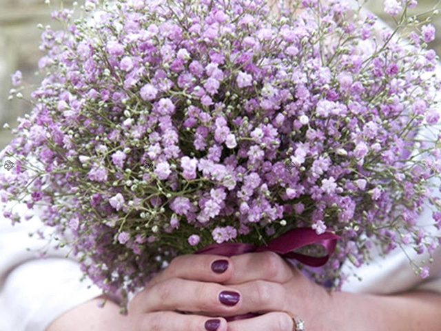 Gipsówka wiechowata Pink Festival Gypsophila paniculata C2