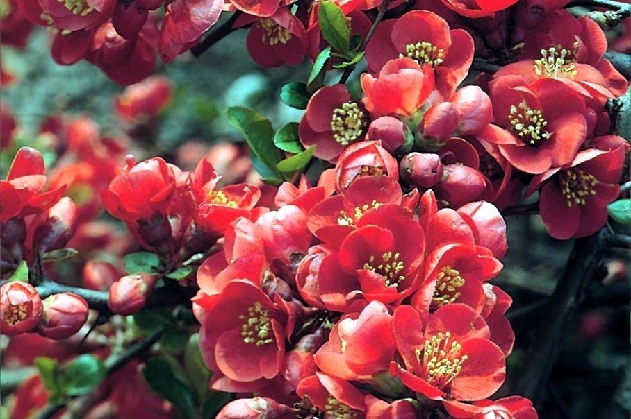 Pigwowiec pośredni Fire Dance Chaenomeles superba C3