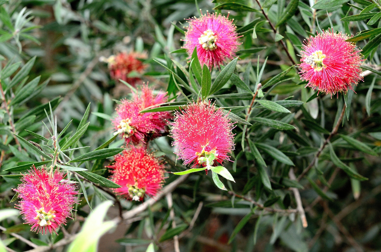 Kuflik Rosa Callistemon P9
