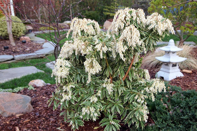 Pieris japoński Variegata Pieris japonica C2
