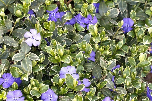 Barwinek pospolity Ralph Shugert Vinca minor P9