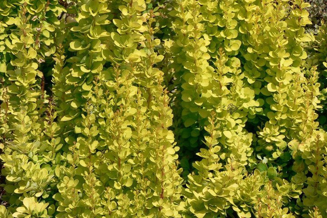 Berberys Thunberga Golden Erecta Berberis thunbergii P9
