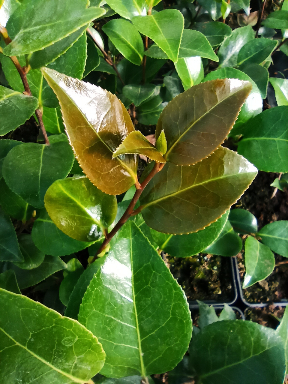 Kamelia Williamsa Debbie Camellia williamsii P9