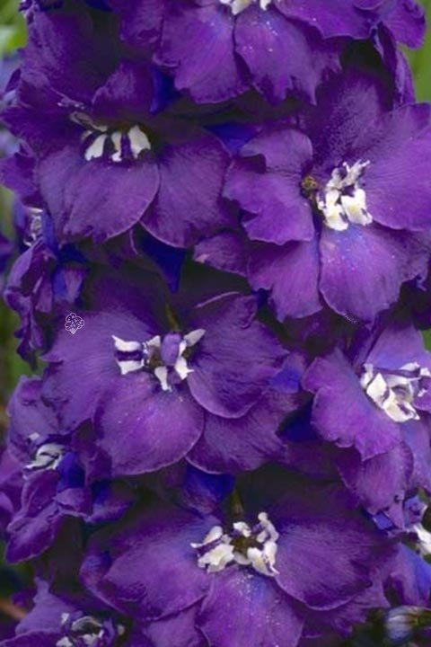 Ostróżka ogrodowa Christel Delphinium elatum C2