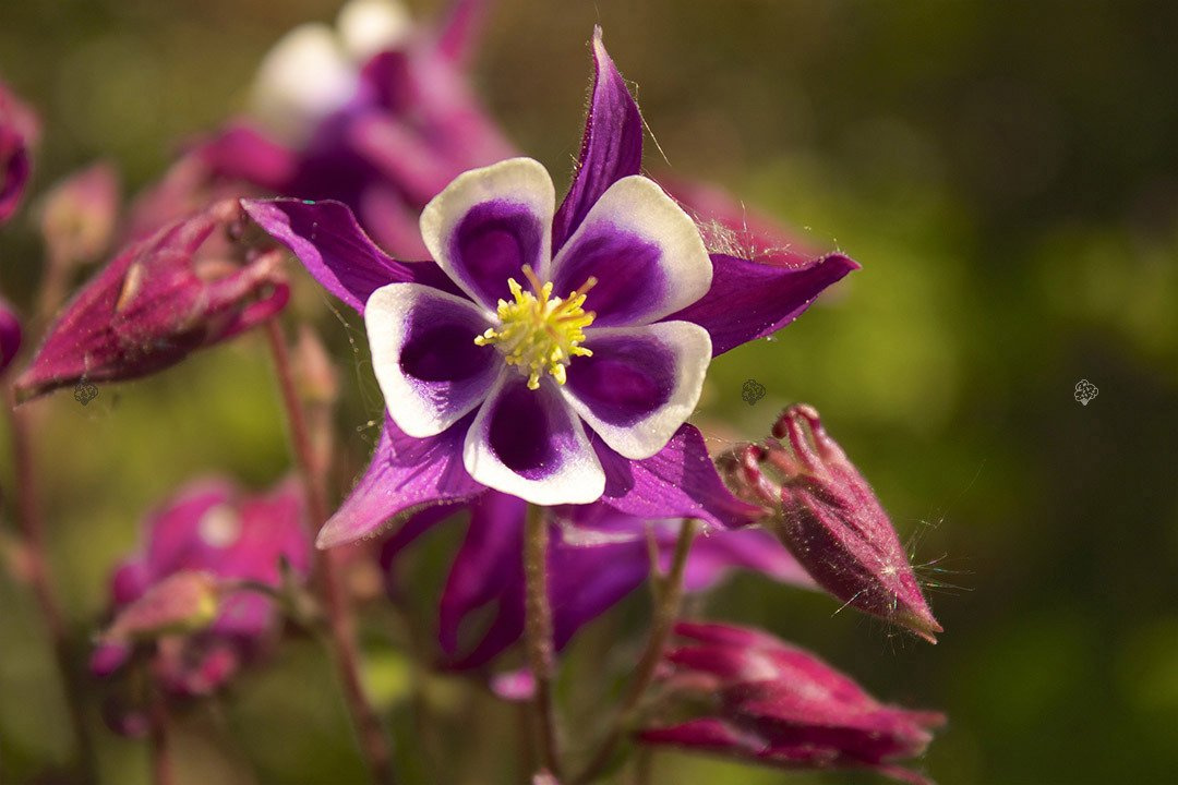 Orlik pospolity William Guiness Aquilegia vulgaris C2