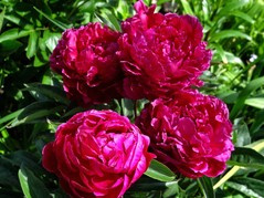 Piwonia Kansas Paeonia C2