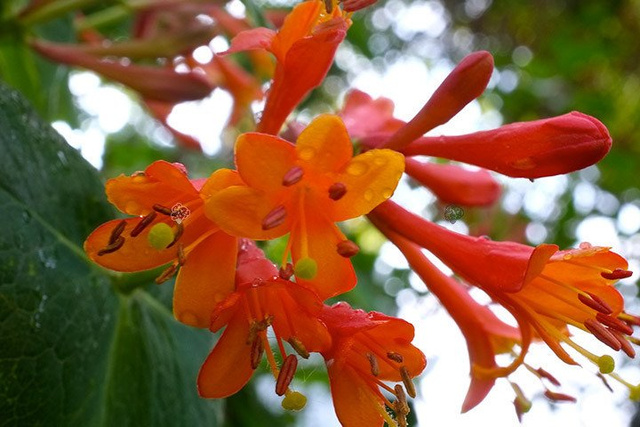 Wiciokrzew Browna Dropmore Scarlet Lonicera brownii P9