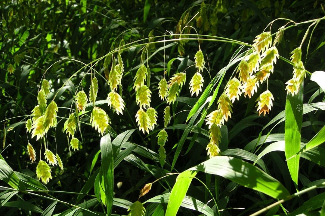 Obiedka szerokolistna Chasmanthium latifolium P9
