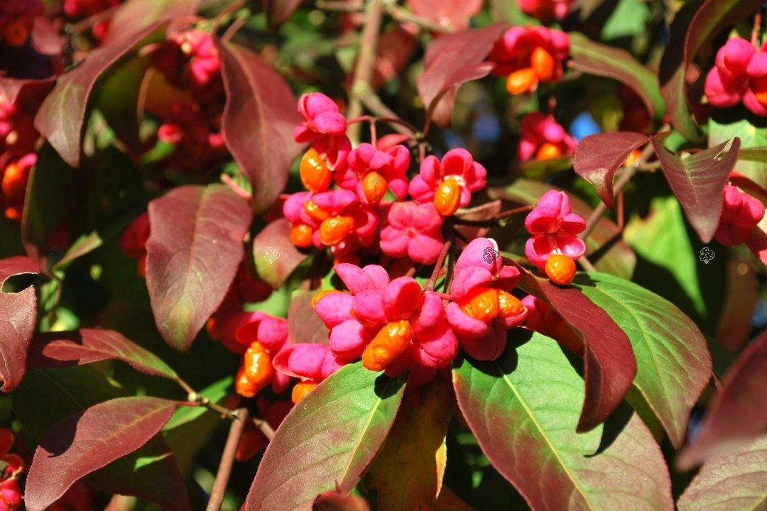 Trzmielina pospolita Red Cascade Euonymus europaeus P9