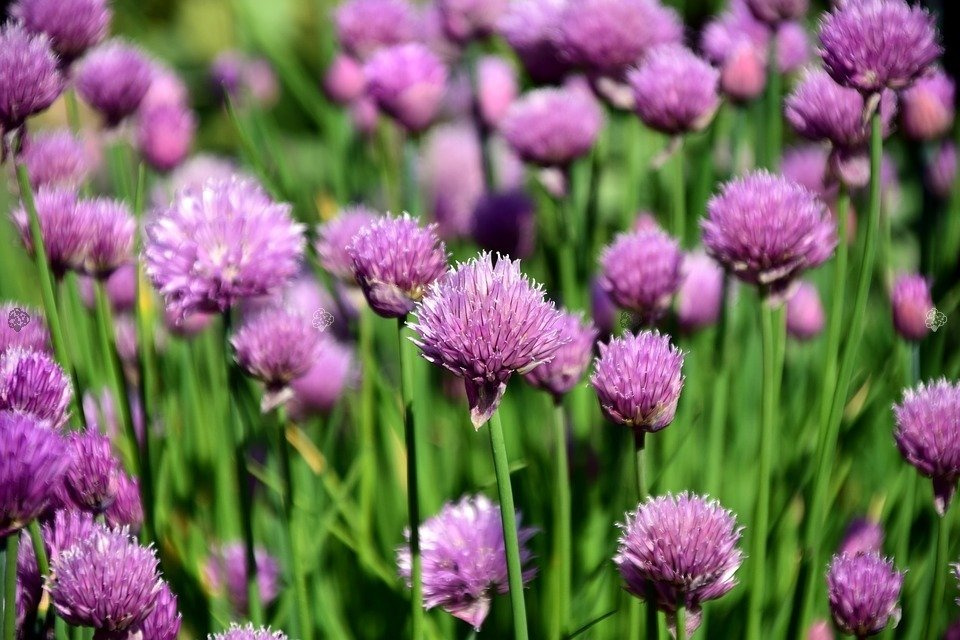 Czosnek szczypiorek Allium schoenoprasum P9