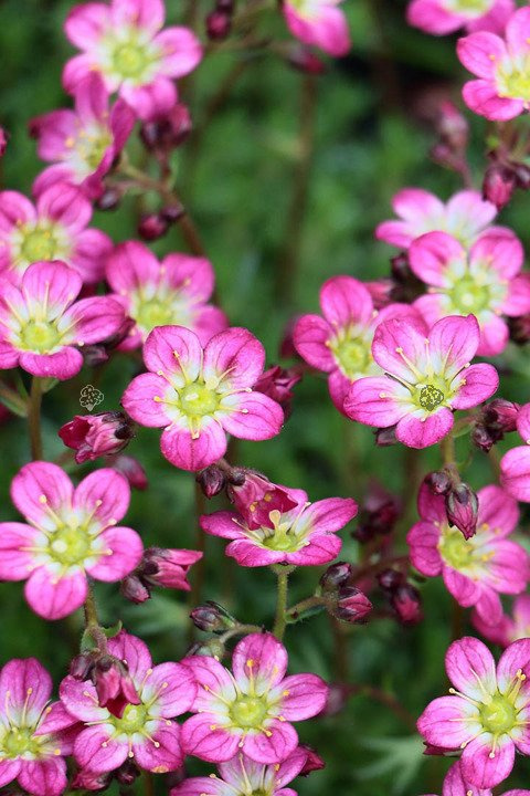 Skalnica Arendsa Carpet Pink Saxifraga arendsii C1,5