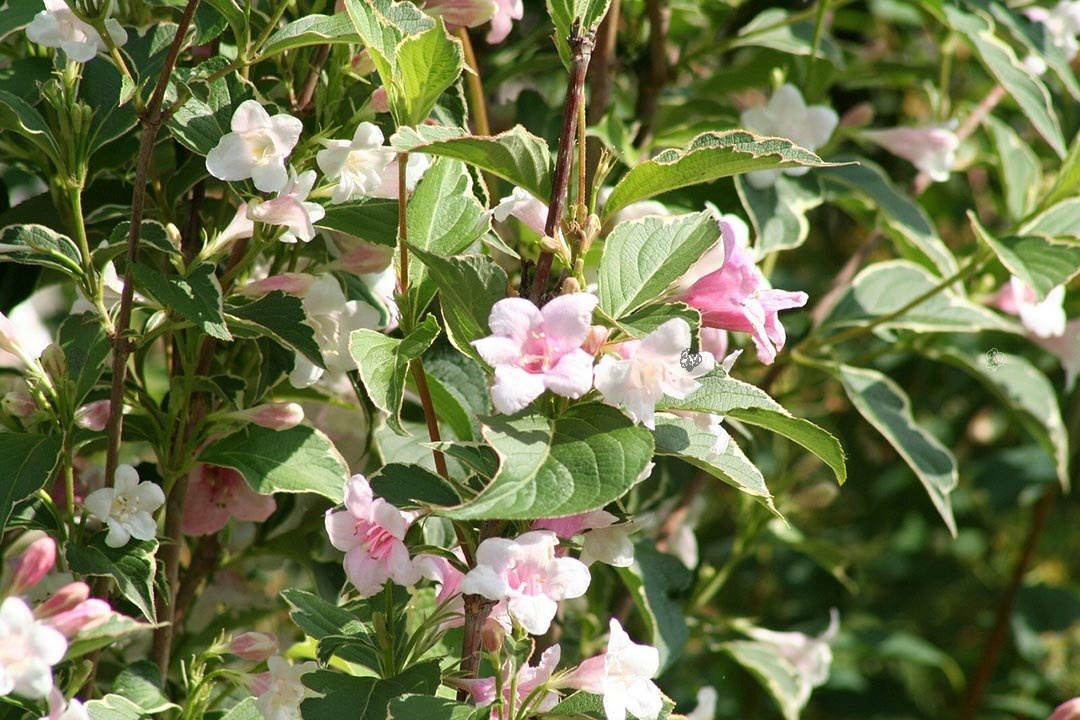 Krzewuszka cudowna Variegata Weigela florida C2