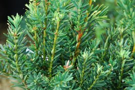 Cis pośredni Hillii Taxus media P9