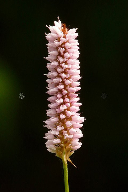 Rdest wężownik Persicaria bistorta P9