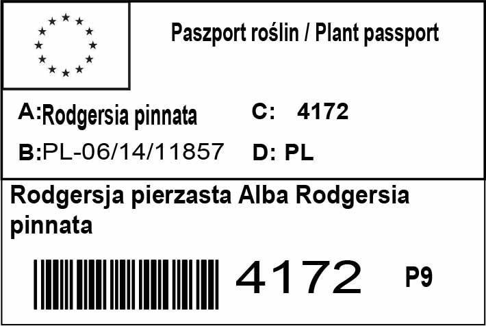 Rodgersja pierzasta Alba Rodgersia pinnata P9