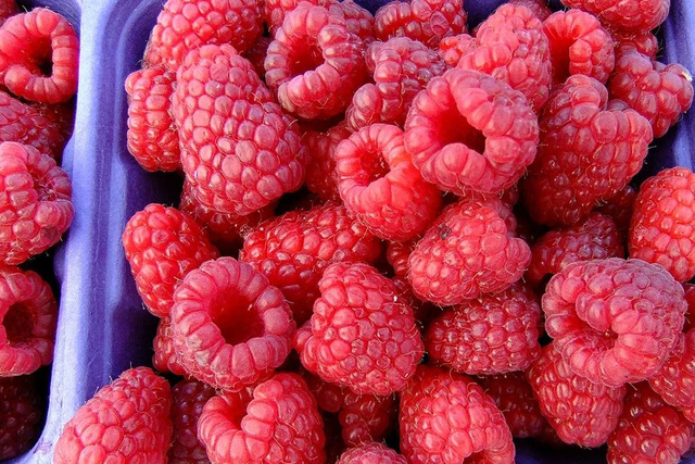 Malina Polka PBR Rubus idaeus